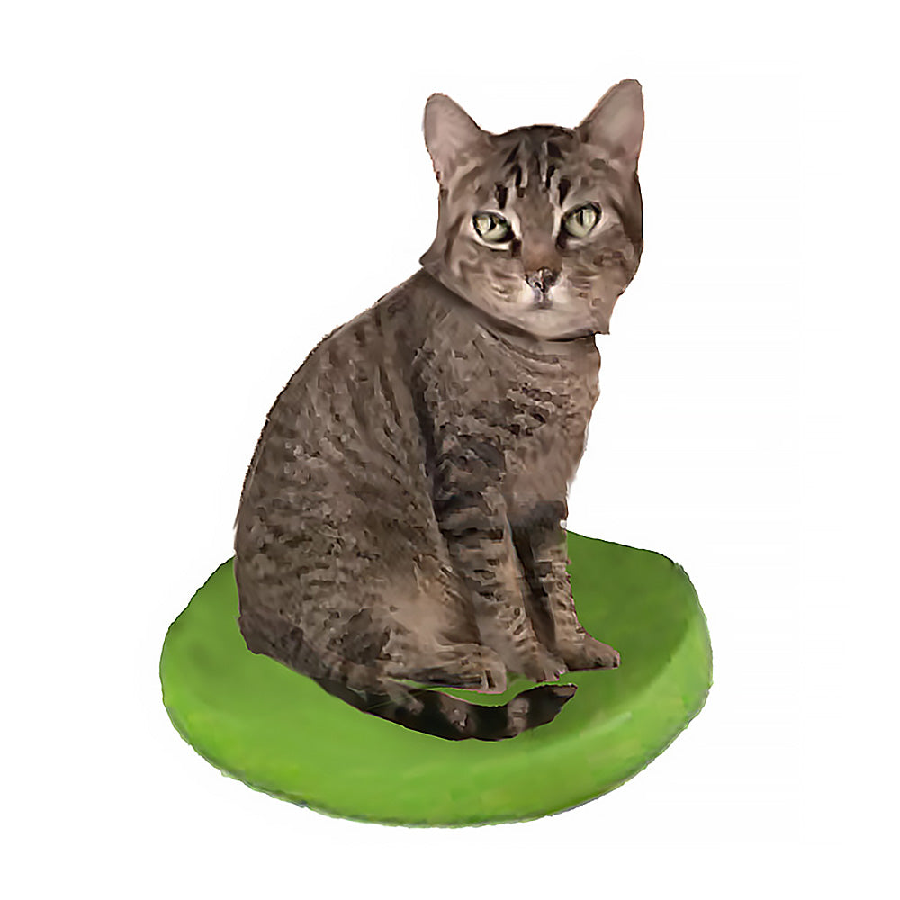 Custom Cat Bobblehead - American Shorthair
